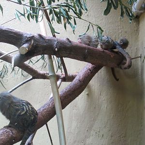 Pygmy Marmosets