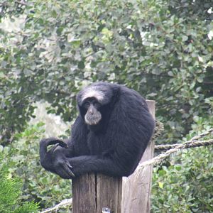 Siamang