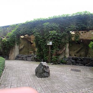 Gorilla inside enclosure - observation windows