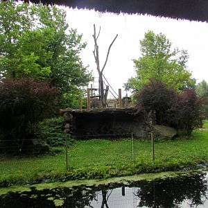 Gorilla and Guereza Island