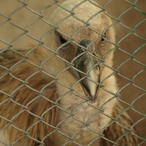 Himalayan griffon vulture - Peshawar Zoo 22/7/2018