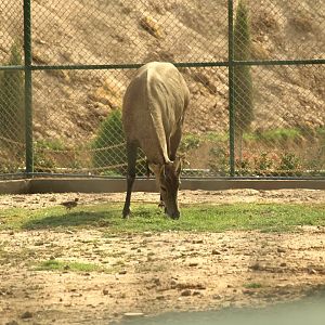 Nilgai bull - Peshawar Zoo 22/7/2018