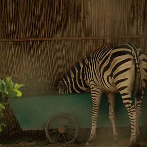 Plains zebra - Peshawar Zoo 22/7/2018