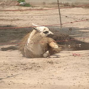 Llama dust bathing - Peshawar Zoo 22/7/2018