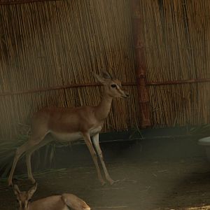 Chinkara - Peshawar Zoo 22/7/2018