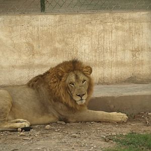 Lion - Peshawar Zoo 22/7/2018