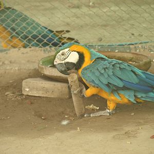 Blue-and-yellow macaw - Peshawar Zoo 22/7/2018