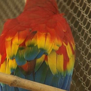 Scarlet macaw plumage - Peshawar Zoo 22/7/2018