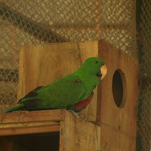 Eclectus parrot - Peshawar Zoo 22/7/2018