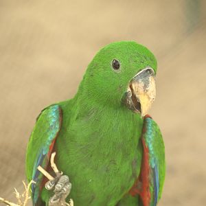 Eclectus parrot - Peshawar Zoo 22/7/2018