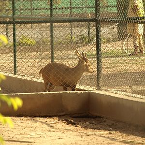 Hog deer - Peshawar Zoo 22/7/2018