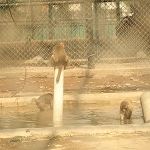 Rhesus macaques - Peshawar Zoo 22/7/2018