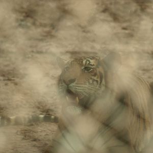 Bengal tiger - Peshawar Zoo 22/7/2018