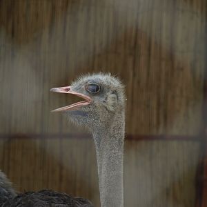 Ostrich - Peshawar Zoo 22/7/2018