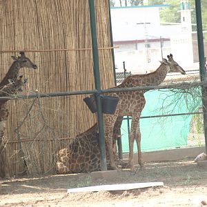 Giraffes - Peshawar Zoo 22/7/2018