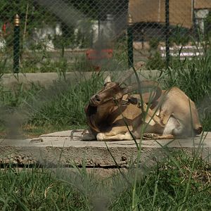 Sindh ibex - Peshawar Zoo 22/7/2018