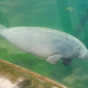 Manatee