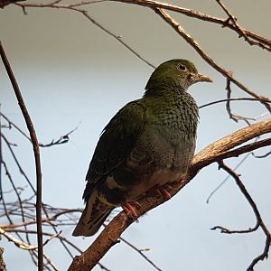Superb fruit-dove - female
