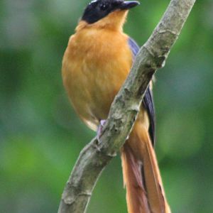 Snowy-crowned robin-chat