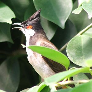 Red-whiskered bulbul