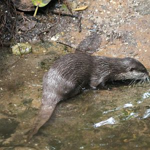 Asian small-clawed otter
