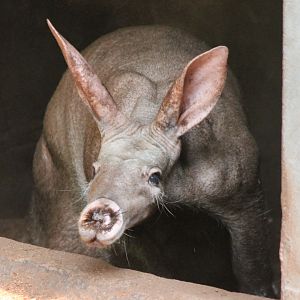 Aardvark