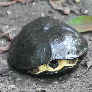 Turtle ID