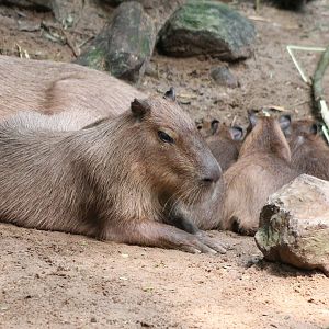 Capybara with young