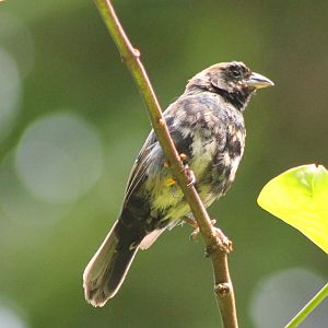 Blue-black grassquit