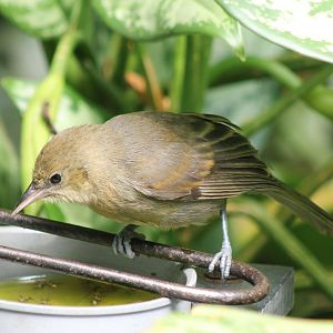 Young Montserrat oriole