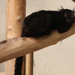 Black lemur