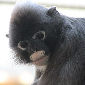Dusky langur