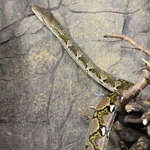 Reticulated python