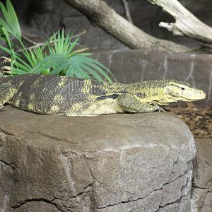 Water monitor