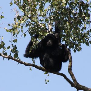 Siamang
