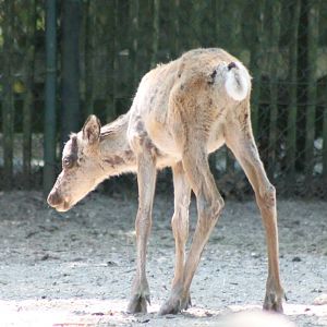 Forest reindeer-calf