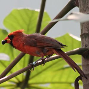 Northern cardinal