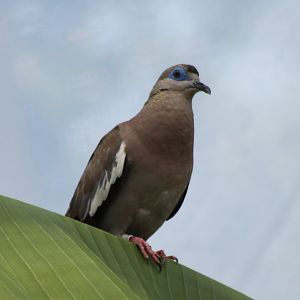 White-winged dove