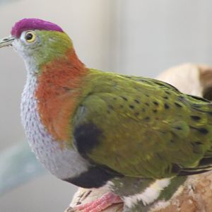 Superb fruit-dove - male