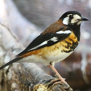 Chestnut-backed thrush