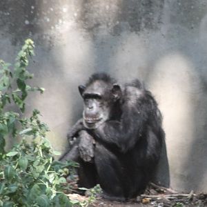 Chimpanzee