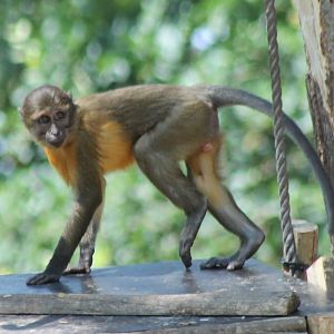 Young Golden-bellied mangabey