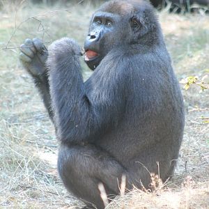 Western lowland gorilla