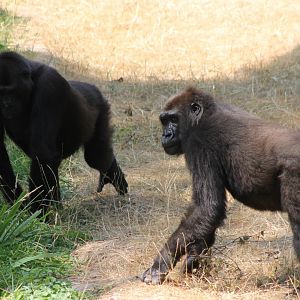 Western lowland gorilla's