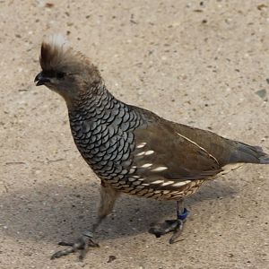 Scaled quail
