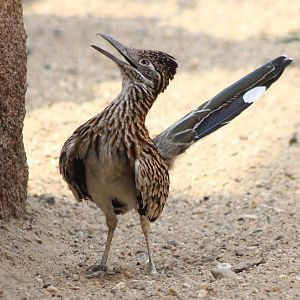 Roadrunner