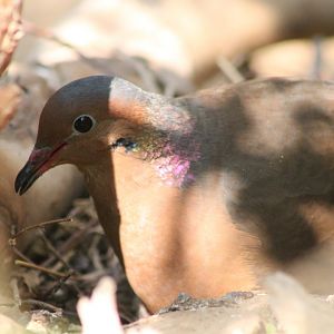 Socoro dove at the nest