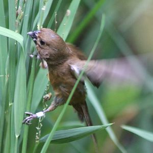 Black-headed seed-eater