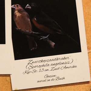 Sign Black-headed seed-eater