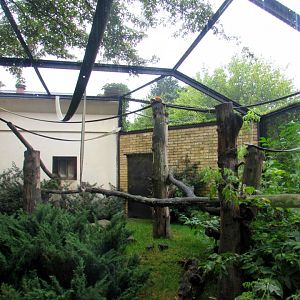 Red-ruffed Lemur enclosure